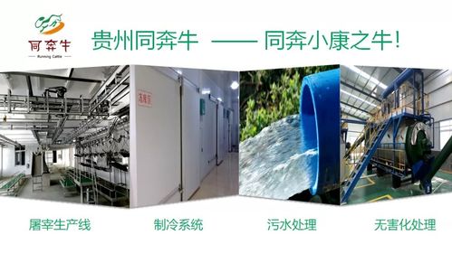 A級畜禽屠宰加工廠即將投產，優質產品將輻射全國市場