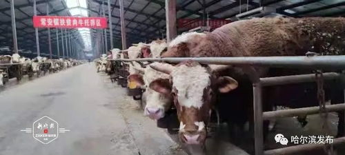正大集團投資1.32億賓縣建廠，打造畜牧產業鏈新引擎