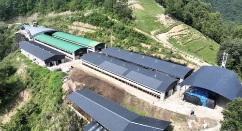 2024年安康畜牧漁業產業發展規劃與展望 聚焦飼料核心，驅動產業升級